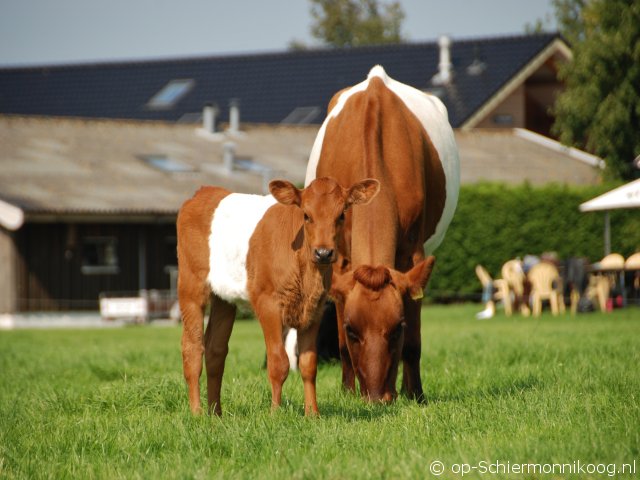 Groepshuis de Kooiplaats